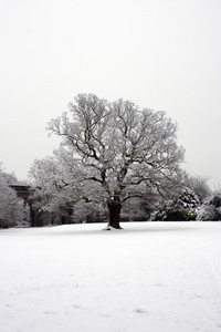 伦敦公园的雪树