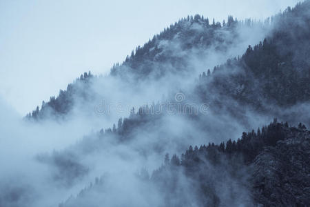 雾林山景