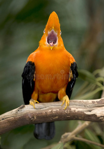 安第斯岩石橙色鸟秘鲁