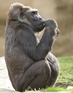 非洲西部低地大猩猩雄性幼体2