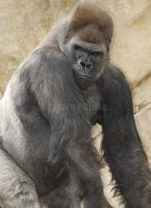 非洲西部低地大猩猩雄性银背