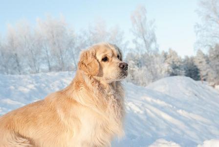 金毛猎犬