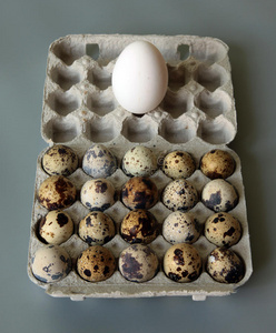 二十个鹌鹑蛋和一个鸡蛋