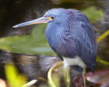 佛罗里达大沼泽湿地一只湿三色苍鹭的特写镜头