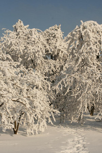 雪地花园图片