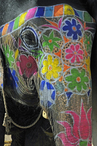 印度斋浦尔大象
