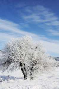 天树雪