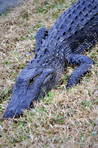 野生美洲短吻鳄