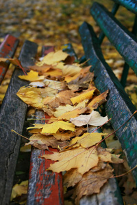 落叶覆盖的长凳
