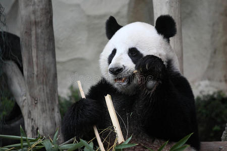 动物园里可爱的大熊猫吃竹子