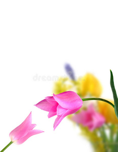 花束 粉红色 庆祝 浪漫的 植物区系 水仙花 开花 植物