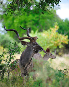 大库杜tragelaphus strepsiceros