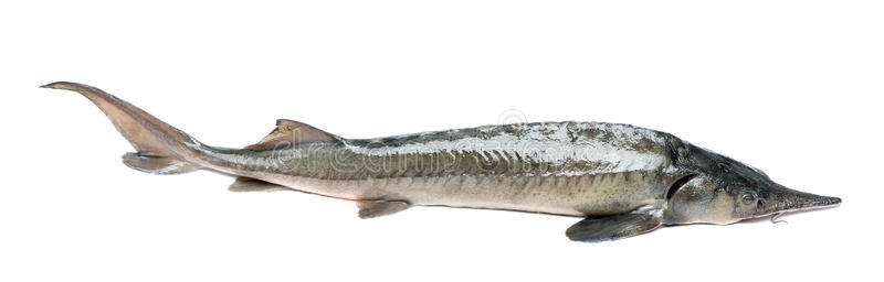 生鱼生鲟鱼照片