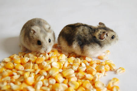 玉米仓鼠图片