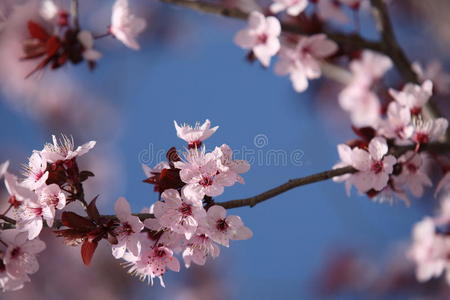 植物 粉红色 盛开 日本人 花瓣 风景 植物学 花的 可爱的