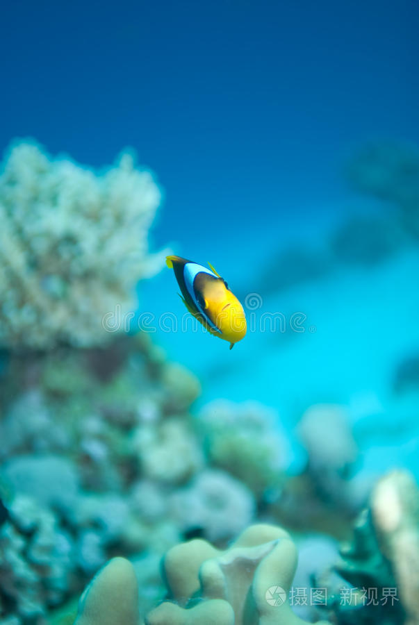 红海银莲花鱼