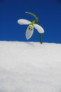 雪中的雪滴