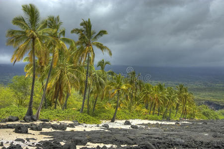 海岸线上的棕榈树。