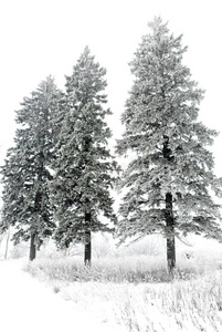 白雪覆盖的松树