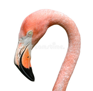 粉色火烈鸟肖像，白色隔离