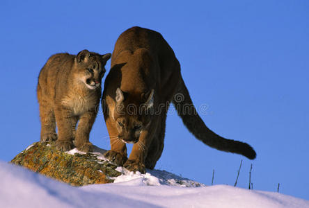 美洲狮教她的幼崽如何狩猎照片