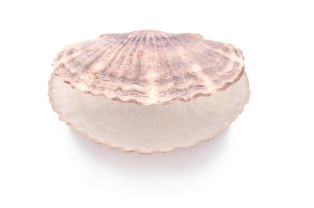 海洋贝壳