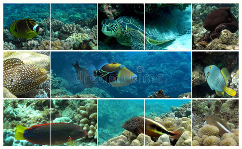 夏威夷海洋生物图片