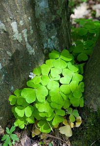 木酸模植物特写图片