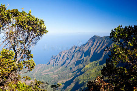 纳帕利海岸的树叶