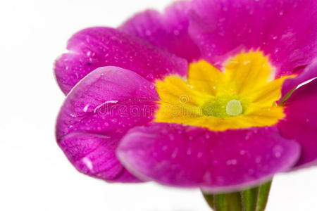 隔离在白色，潮湿的紫色报春花上，特写