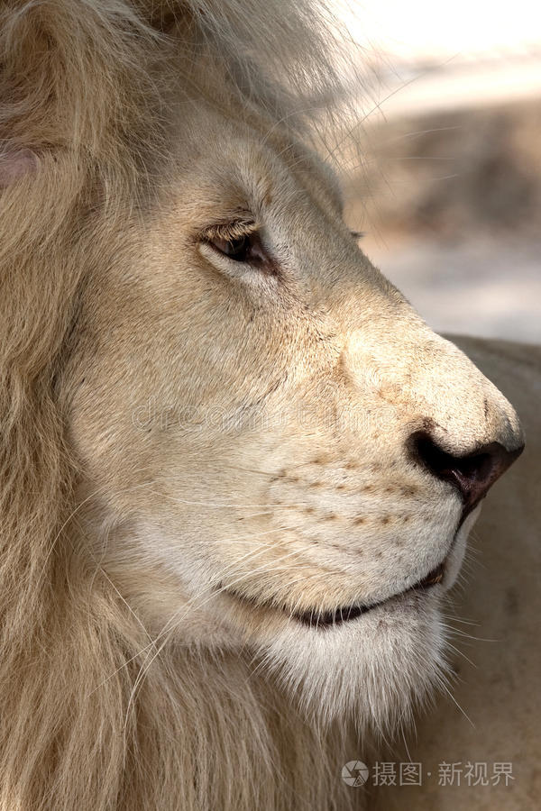 下载小样发票合同问题/举报象眼户外遛狗的女人阿拉伯白母马象眼户外