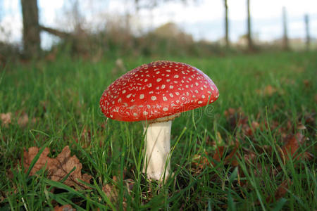 红点蘑菇图片