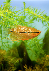珍珠鱼水族馆鱼照片