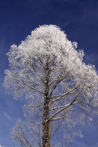 冬天带霜的树