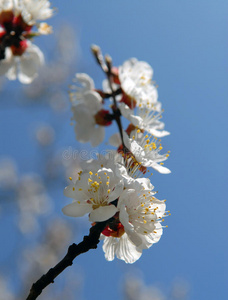 樱桃树枝