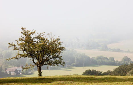 一棵孤独的树俯瞰着秋天的薄雾山谷