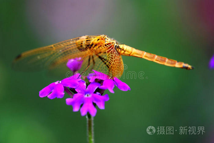 花上的蜻蜓