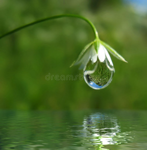 和水滴带水滴的鲜粉色郁金香花湿附近宏起玫瑰花瓣,水滴绿叶的绣球花