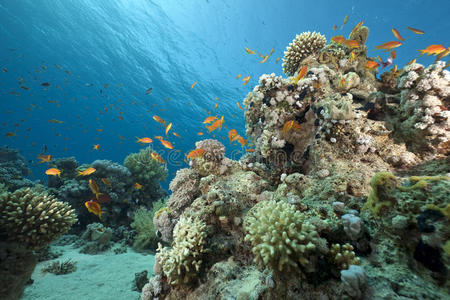 海洋珊瑚和鱼