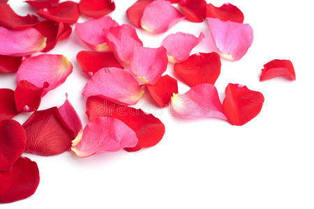 分离出的红色和粉色玫瑰花瓣