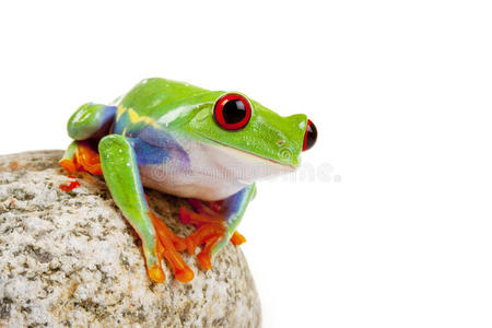 好奇心 颜色 野生动物 保护 可爱的 汽车 眼睛 青蛙 肖像