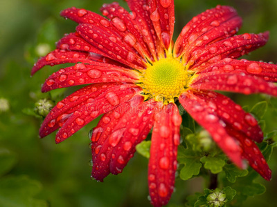 红花菊花