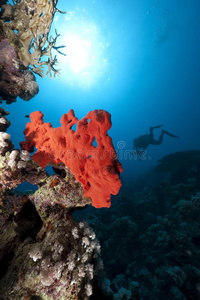 太阳 埃及 珊瑚 阳光 海的 在下面 深的 水肺 暗礁 硬珊瑚