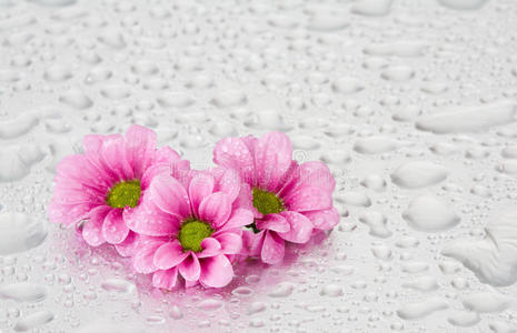 薄荷叶带水滴图片