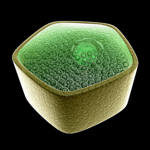 植物筛管细胞图片