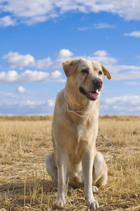 拉布拉多犬在一个乡村景观。