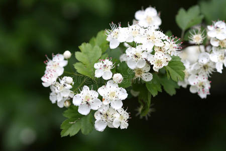 山楂花