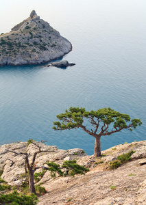 岩海松树