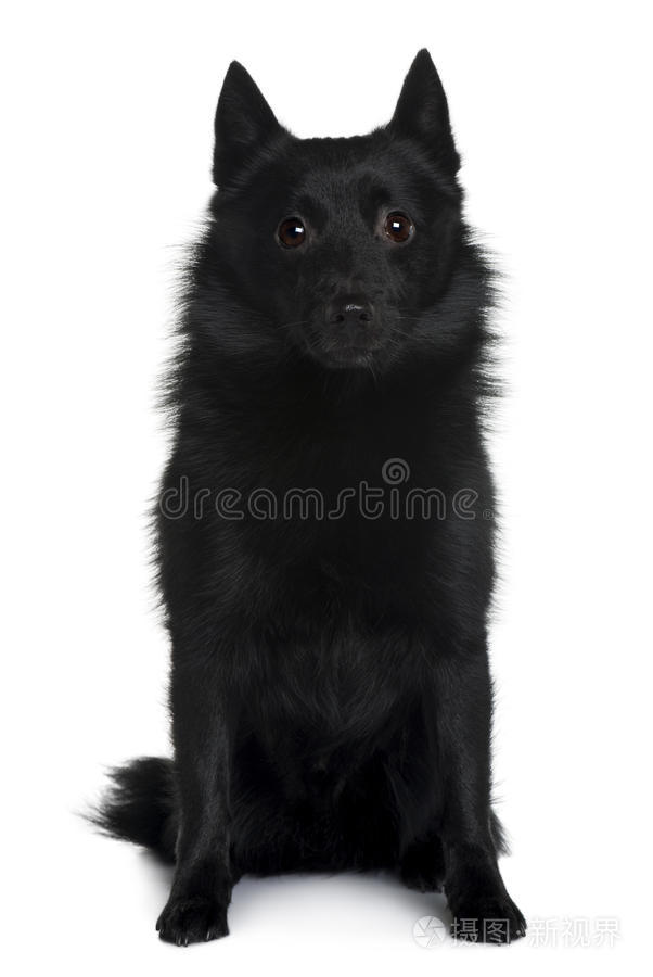 Schipperke狗坐的正面图照片 正版商用图片0j5jp8 摄图新视界