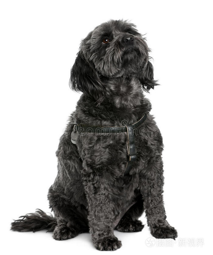 狮子狗坐着抬头看